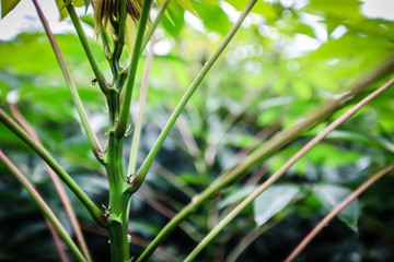 Dew drops on cassava leaves in the morning