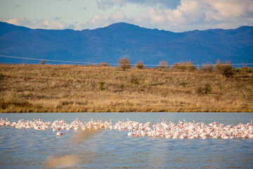 Huge flock of pelicans are resting on shoal at Lake Karatza Dimou Aigeirou near village of Fanari, Xanthi region in Northern Greece, sunny late autumn afternoon. shallow selective focus