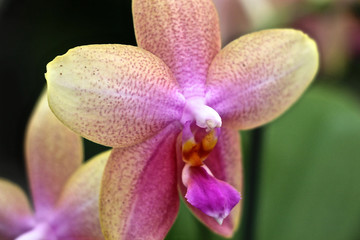Nahaufnahme Phalaenopsis Orchidee