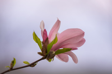 Fototapeta na wymiar Magnolia flower blooming in spring season
