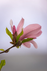 Magnolia flower blooming in spring season