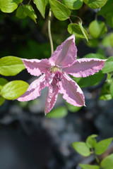 Hagley Hybrid climbing clematis
