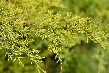 Chinese juniper Old Gold