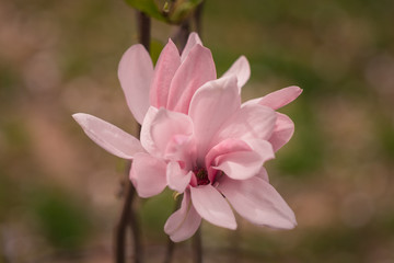 Magnolia flower blooming in spring season