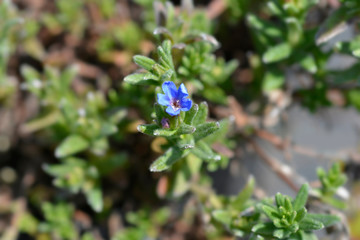 Scrambling gromwell