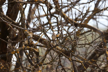 Female house sparrow resting on branch