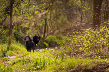 The dog looking back on the path to the forest