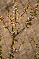 Female house sparrow resting on blooming branch