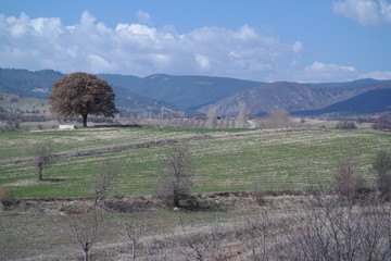 tree in the field