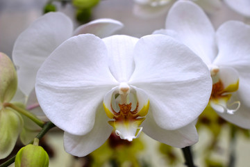 Naklejka na ściany i meble weiße Phalaenopsis - weiße Orchidee 