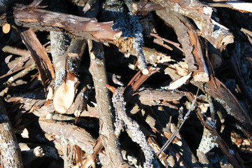 Dry old branches in broken form. Gray, scattered in different ways. Close-up. There is a place for inscription.