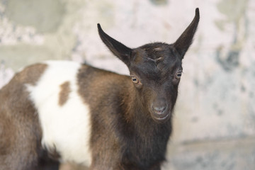 A young funny kid with big ears. A small black kid with white spots and stripes