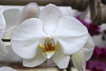 Fototapeta na wymiar weiße Phalaenopsis - weiße Orchidee 