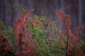 Conifer leaves in the natural light at sunset