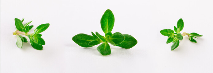 thyme sprig isolated on white background
