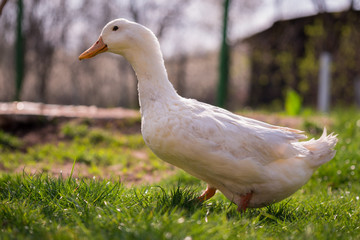 The domestic duck sitting in the yard 