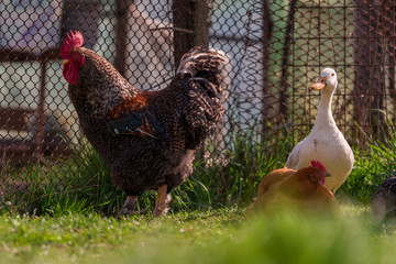 Flock of domestic birds in the yard