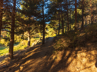 Fototapeta premium pine forest in La Ragua in the Sierra Nevada mountains (Spain) 