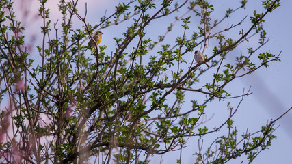 Tree flowers blooming in spring