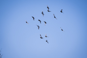 Flock of pigeons flying in the sky