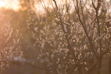 Tree flowers blooming in spring
