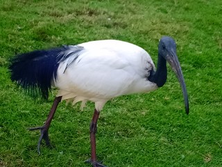 yellow billed stork