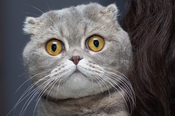 The muzzle of a gray cat with round yellow eyes next to a strand of dark female hair.
