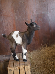 A young funny kid with big ears stands on a wooden box against the background of hay. A small black kid with white spots and stripes.
