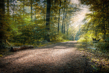 Naturschutzgebiet Köllnischer Wald in Bottrop