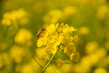 菜の花畑と蜂