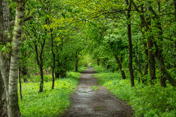 Ground road among green trees in countryside