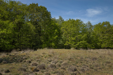 Burial Mounds at heatherfields. Sleenerzand. Sleen. Schoonoord Drenthe Netherlands