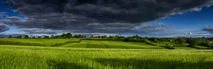 Wheat Field