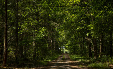 Fototapeta na wymiar Strollers in the woods. Dirtroad. Forest Sleenerzand. Sleen. Schoonoord Drenthe Netherlands