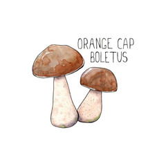 Fototapeta premium Watercolor hand drawn illustration of Orange Cap Boletus Mushroom with lettering Orange Cap Boletus isolated on white