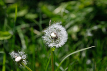 Pusteblume teilweise vom Wind verweht