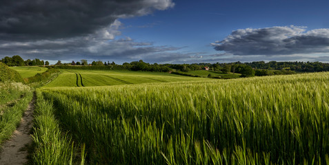 Wheat Field