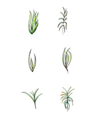Watercolor hand drawn illustration set of floral and grass elements isolated on white