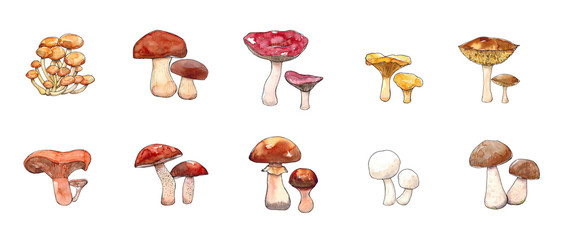 Watercolor hand drawn illustration set of Mushrooms with porcini, champignon, chanterelle, saffon milk cap, boletus badius, yellow boletus, orange cap boletus, russula, boletus, honey agaric