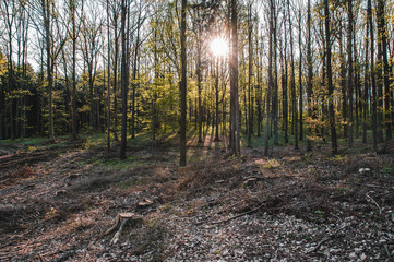 Nature view, forest, woods, moody scenery