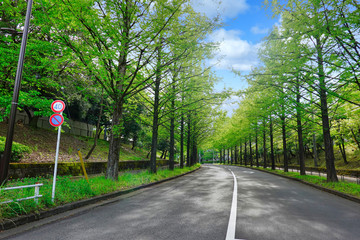Fototapeta na wymiar 【初夏 新緑イメージ】緑のトンネル、並木道