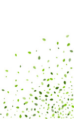 Mint Foliage Realistic Vector Banner. Abstract 