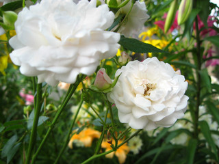 Obraz na płótnie Canvas white delicate roses in the summer garden