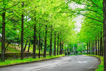 【初夏 新緑イメージ】緑のトンネル、並木道
