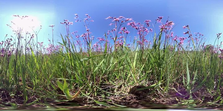 360VR, Feld mit bl&uuml;henden Kuckucks-Lichtnelken, Silene flos-cuculi, Samenerzeugung, Naturschutz, Landwirtschaft, VR360