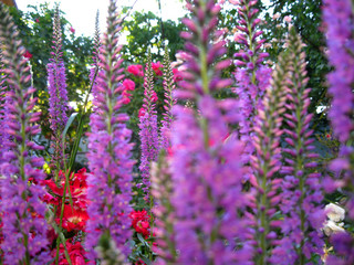 Obraz premium beautiful digitalis stems in the garden