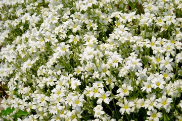 Beautiful White Flowers From Close Up
