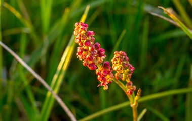 Kwiaty łąka kolorowe piękne