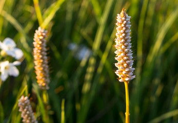 Kwiaty łąka kolorowe piękne