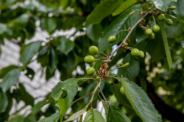 green cherry fruit closeup on a branch in the garden